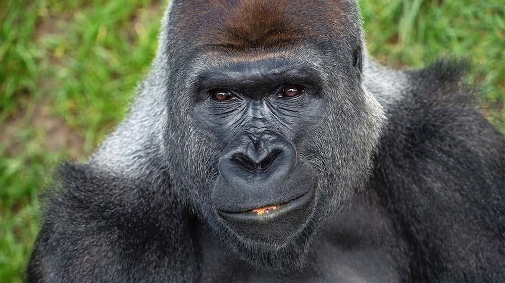 Your comms…is it gorilla marketing?
